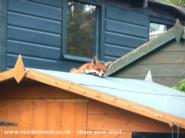 Fox Shed - Foxy Lady