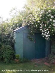 Chummy House Shed - Jane Minty
