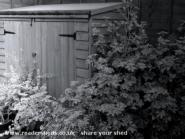 Eden's Sheddy Weddy - Eden, Irene and Curly