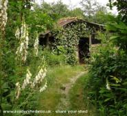 The walk to the chicken shed through the woods in June