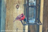 A first visitor.