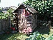 Sooooo's Sheddi - Sooo