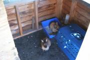 Rabbit House - Fiona, BC, Canada