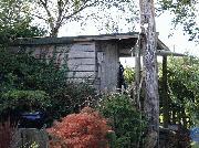 Shack - tony