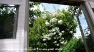 looking out (kiftsgate rose)
