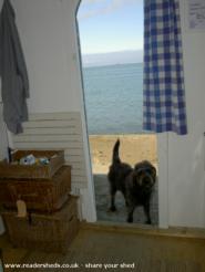 Gonzo the dog