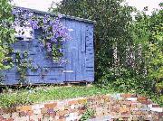 Shed in bloom