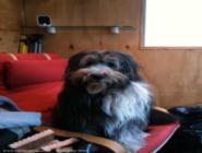 Room inside for a big shaggy dog