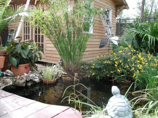 Garden pond by the shed