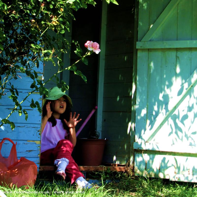Alotment Shed - Hugo Purchase