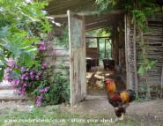 George the Brahma cockerel in front of the chicken shed
