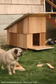 Under Construction w/ Pug of shed - Seattle Doghouse Shed, 