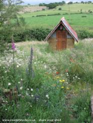 shed in its natural setting of shed - notquitefini-SHED, 
