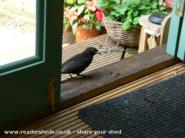 this little chap comes looking for raisins most days of shed - Granny's Summer Pavilion, 