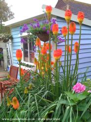 Red Hot Pokers & Shed of shed - 'Shedonism' - My other shed's a Porch!, East Sussex