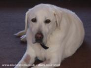 pub dog 1 of shed - The Dogs Boll*cks, Midlothian