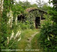 The walk to the chicken shed through the woods in June of shed - The Chicken Shed, 