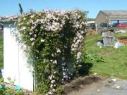 Allotment Shed: clematis