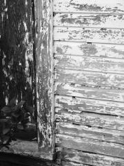 sheddy - megan - my backyard -