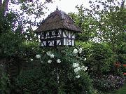 Dovecote of shed - Alien sanctuary., Cheshire West and Chester