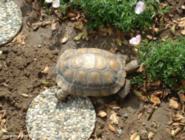 Shed Inhabitant of shed - Garden Shed, 