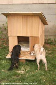 Seattle Doghouse Shed: Pug & Weiner