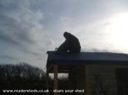 Wind Powered Shower Shed: Roof felt being tacked on