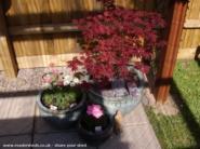 Photo 22 of shed - peppermint patio, 