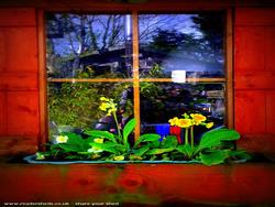 shady window box of shed - the Den, 