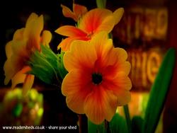 flower in the shady shed window box that's never seen the sun of shed - the Den, 