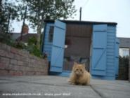 Cat of shed - Mini Jeff, Cardiff