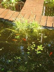 Green Halt: The Herons just love gold fish