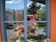 a rooster peeking out the window of shed - Kathy's Shed, 