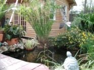Garden pond by the shed of shed - Marjorie, 