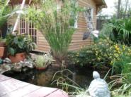 Marjorie: Garden pond by the shed
