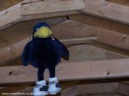 The Stable: Buzzy my faithful watch crow