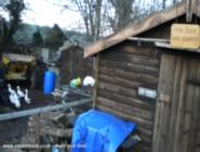 the ducks and the dumper of shed - the duck and dumper, 