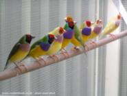 Gouldian Finch 019 (50-50) of shed - ManBower, 