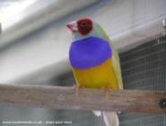 Gouldian Finch 063 (50-50) of shed - ManBower, 