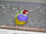 Gouldian Finch 067 (50-50) of shed - ManBower, 