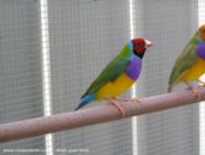Gouldian Finch 082 (50-50) of shed - ManBower, 