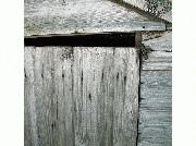 am holding the door as if it was still hung on it's hinges, to show how much it has leaned of shed - Not Straight, Sussex