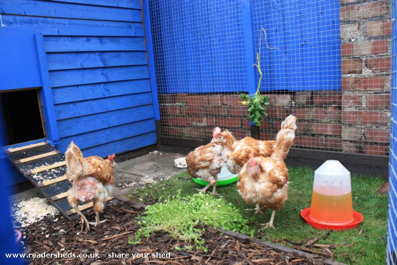 A very British Coop, Unexpected/Unique, Wirral AllotmentMate 