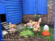 Chickens in residence of shed - A very British Coop, Wirral