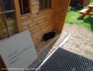 Cat view of shed - Davesfarm, Essex