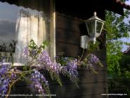 Home grown Wisteria of shed - 'The Studio', Worcestershire