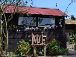 Pelargoniums & Wisteria in bllom of shed - 'The Studio', Worcestershire