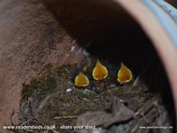 Baby robins in a studio flower pot! of shed - 'The Studio', Worcestershire
