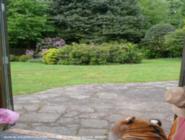 tiger having a fabulous view of shed - My Mombasa inspired Pondhouse, West Midlands