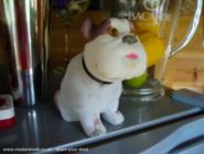 The Guard Dog of shed - The Beach Bar, Shropshire